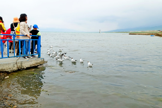 青海湖