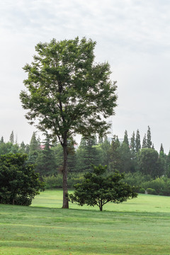 绿草地