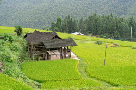 稻田