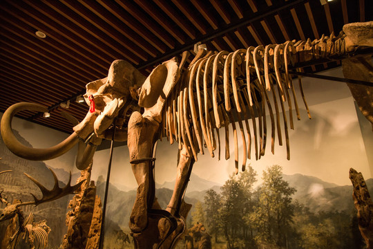 自然博物馆里的猛犸化石