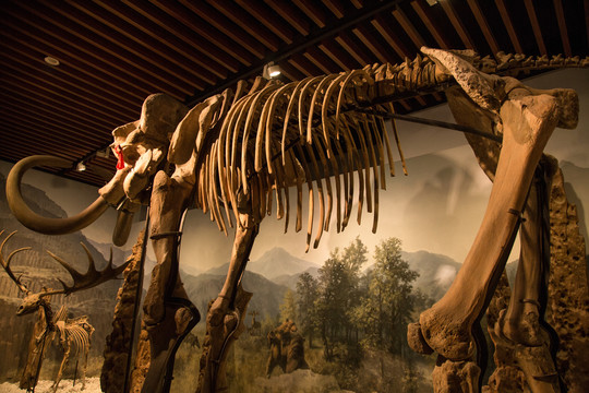 自然博物馆里的猛犸化石