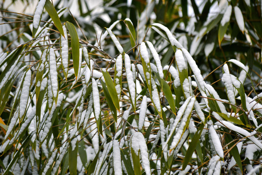 雪竹