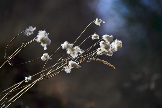 野棉花