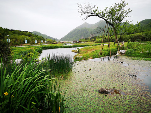 湿地公园