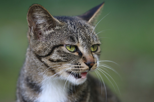 流浪猫