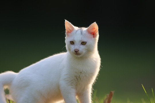 流浪猫