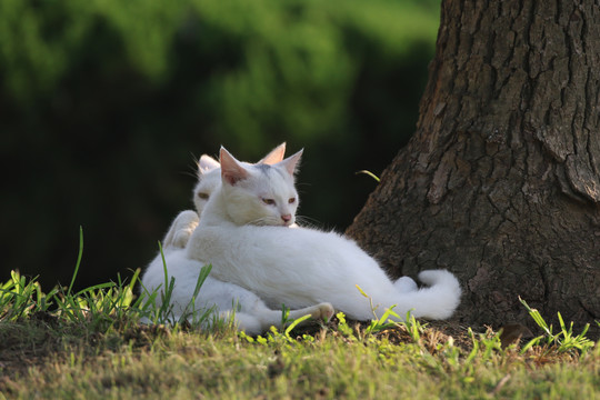 流浪猫