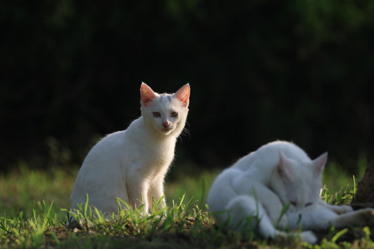 流浪猫