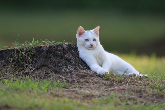 流浪猫