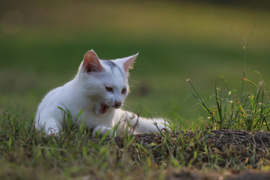 流浪猫