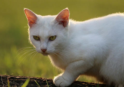 流浪猫