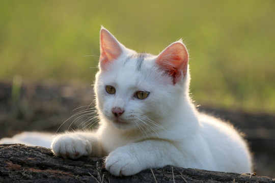 流浪猫