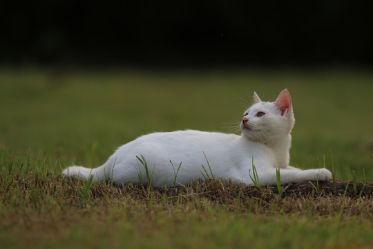 流浪猫