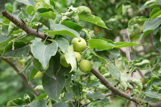 果园里的苹果树