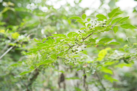 花椒园里种植的青花椒