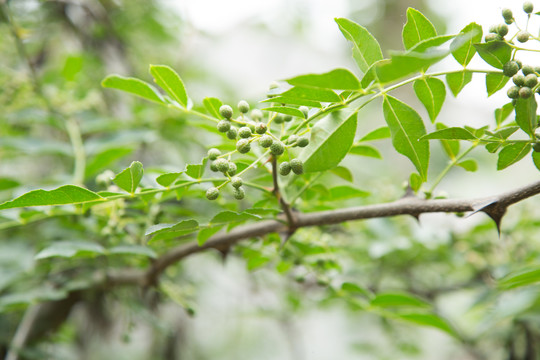 花椒园里种植的青花椒