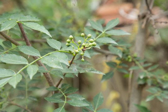 花椒园里种植的青花椒