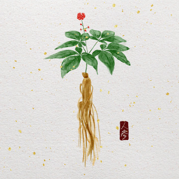 手繪水彩中藥人參插畫