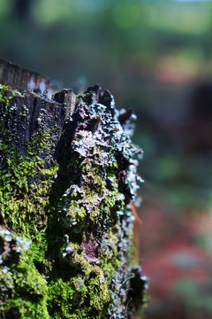 青苔朽木