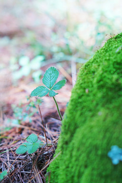 青苔朽木