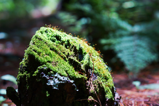 青苔朽木