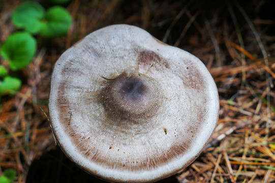 野菇野菌