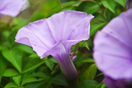 牵牛花