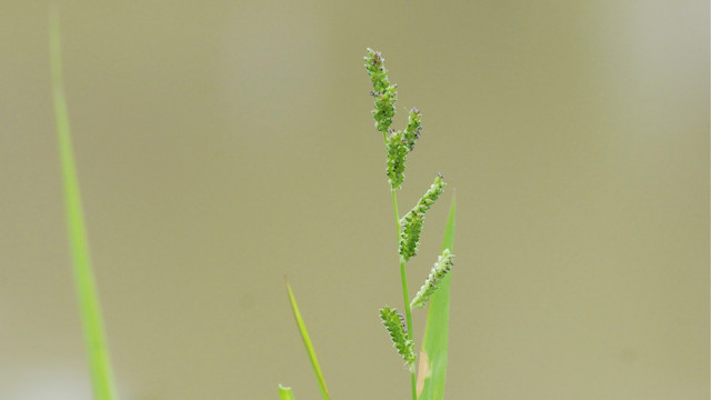 菵草