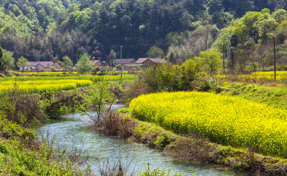 油菜花