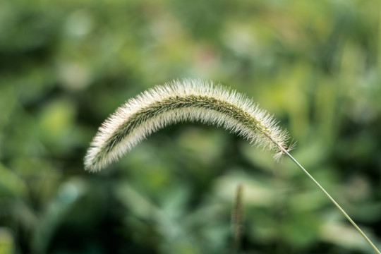 狗尾巴草