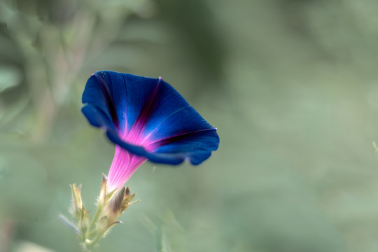 蓝色牵牛花