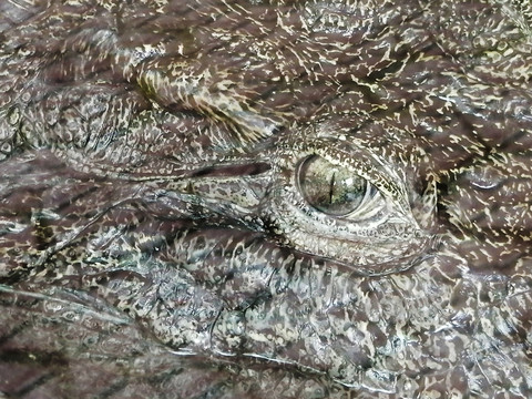 鳄鱼的眼睛