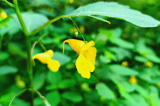 野花