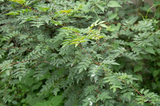 花椒园里种植的青花椒