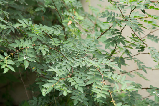 花椒园里种植的青花椒