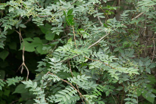 花椒园里种植的青花椒