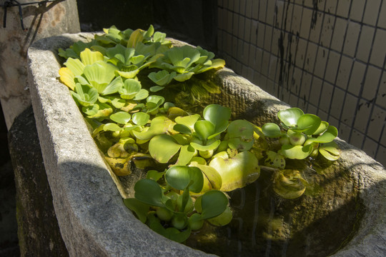 石槽水草