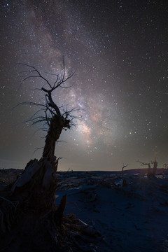 胡杨林星空