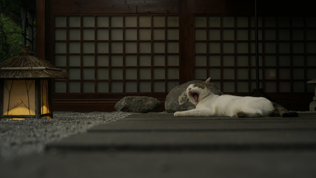 猫