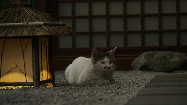 猫