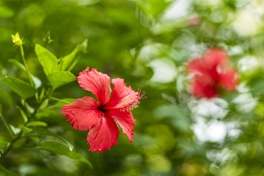 朱槿花