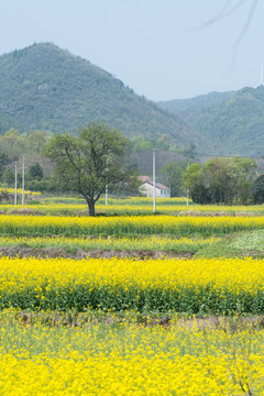 油菜花