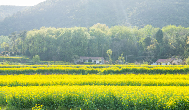 油菜花