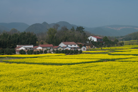 油菜花