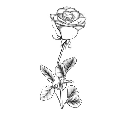 玫瑰花纹身刺身