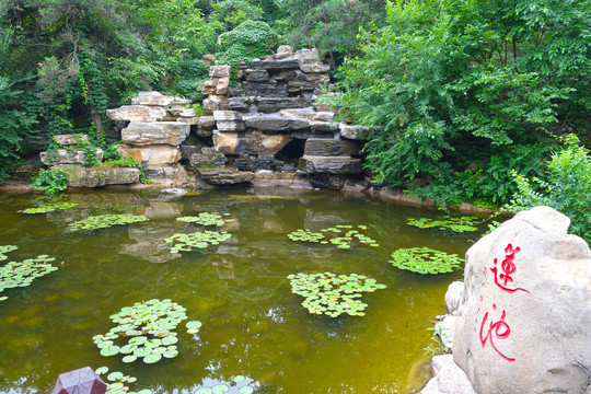 北戴河莲花石公园莲池风景