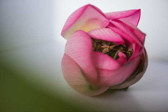 荷花茶