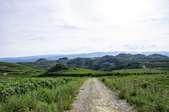 绿色山岭