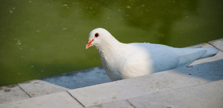 鸽子