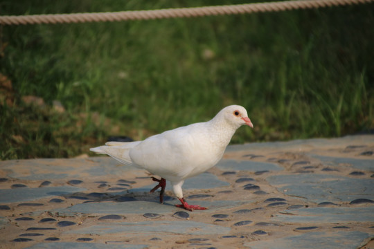 鸽子